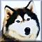 Puppydog's Avatar