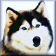 Puppydog's Avatar