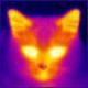 Novacat's Avatar