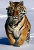 SnowTigger's Avatar