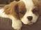macilu's Avatar