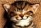 CountessLanister's Avatar