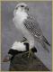 WHITE-FALCON's Avatar
