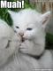KITTY-ROSEBUD