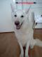 NLstormdoggieNL's Avatar