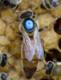 Grizwold's Avatar