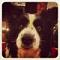 paigehedog's Avatar