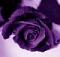 Duong_TonThat's Avatar