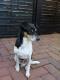 dogcow's Avatar