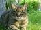 Basse_The_Cat's Avatar