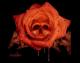 wandie's Avatar