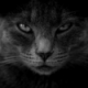 Tigria's Avatar